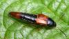 Bolitobius castaneus